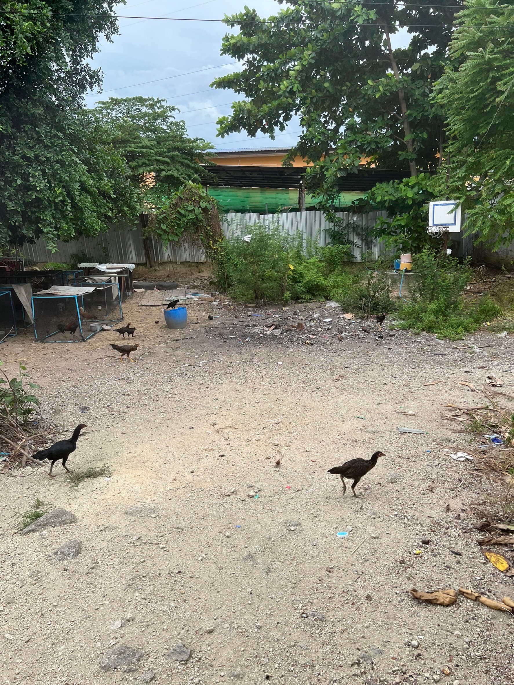 บ้านพร้อมที่ดิน อ.ศรีราชา จ.ชลบุรี 3 งาน