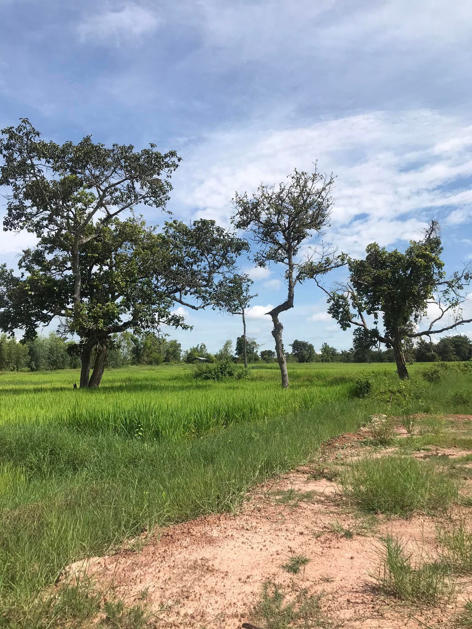 ขายที่ดินหนองคาย เมืองหนองคาย