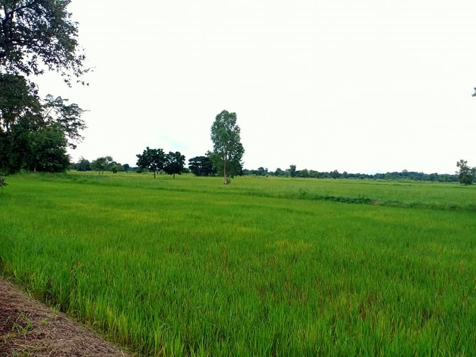 ขายที่ดิน มหาสารคาม 7-1-76 ไร่