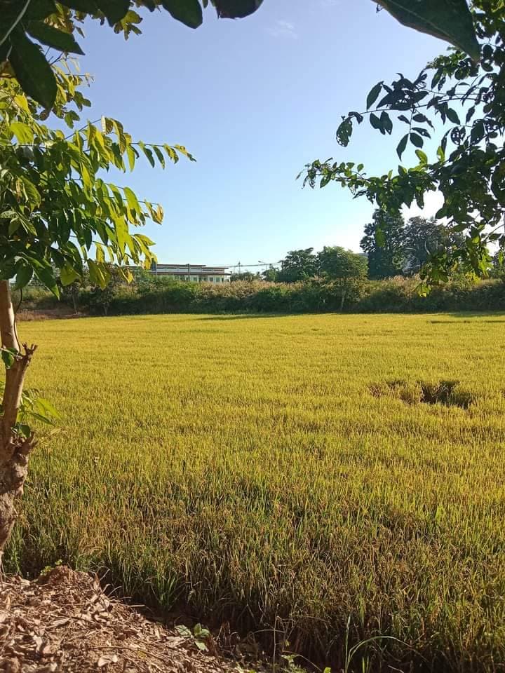 ขายที่ดินสุโขทัย สวรรคโลก 3-0-27