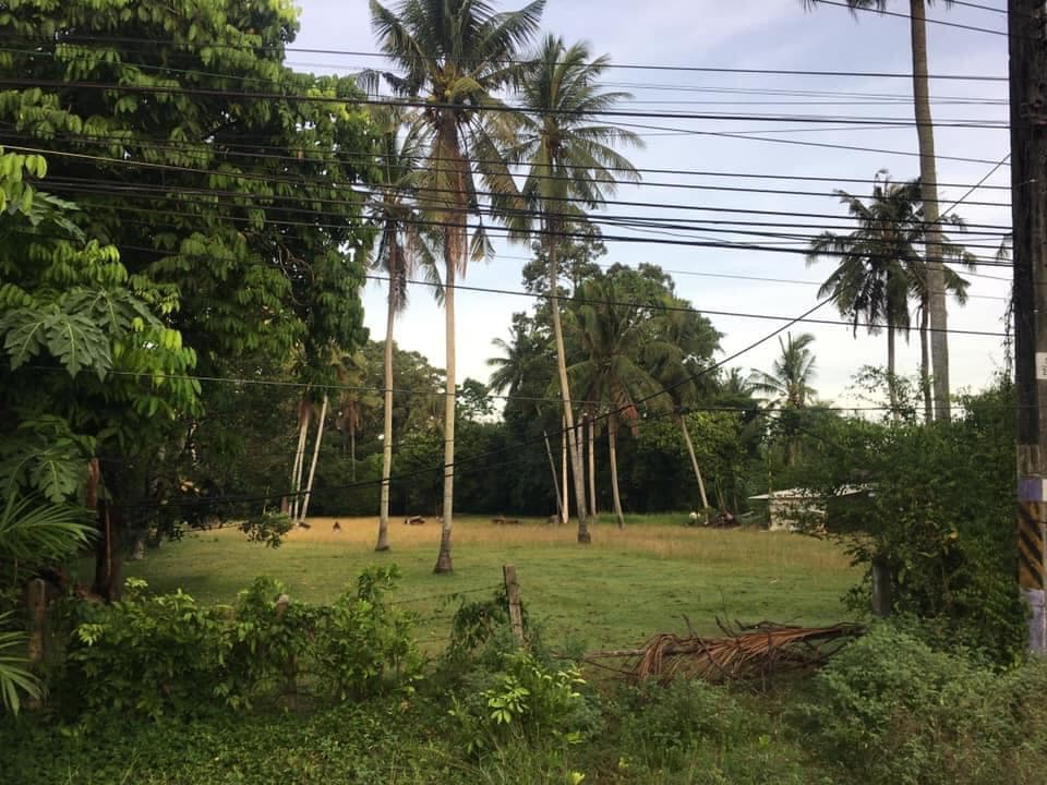 ขายที่ดิน นครศรีธรรมราช 5-0-64.2 ไร่
