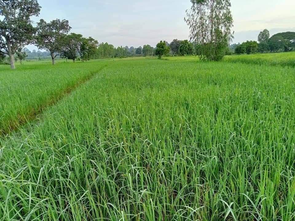 ขายที่ดินยโสธร เมืองยโสธร 4-3-28.9