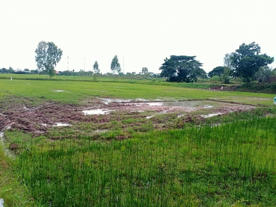 ขายที่ดิน มหาสารคาม 3-2-25 ไร่