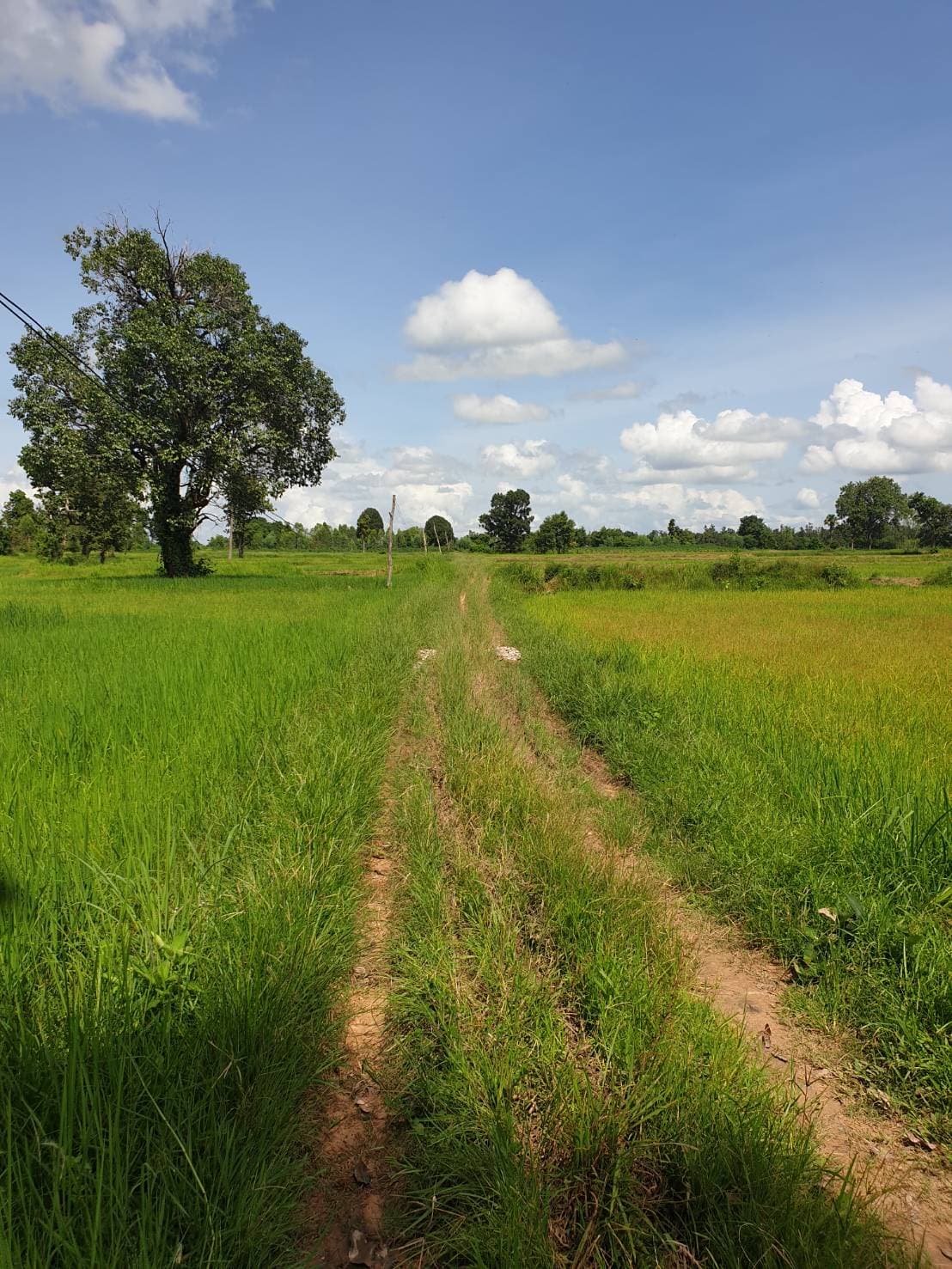 ขายที่ดินอุบลราชธานี จ.อุบลราชธานี อ.ตาลสุม 20-3-41 ไร่