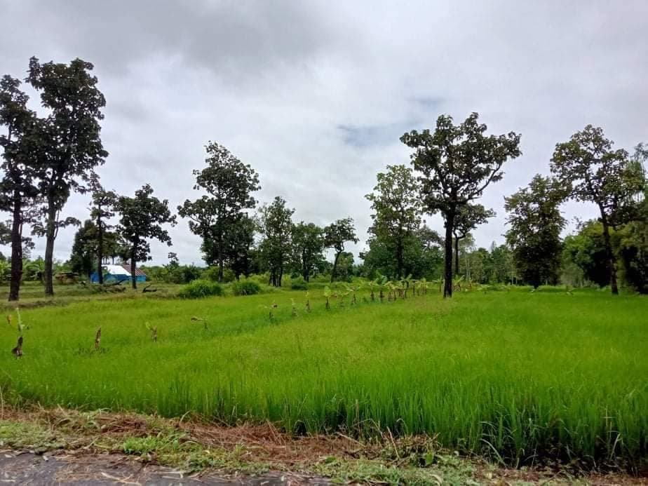 ขายที่ดิน อุบลราชธานี 6-2-44 ไร่