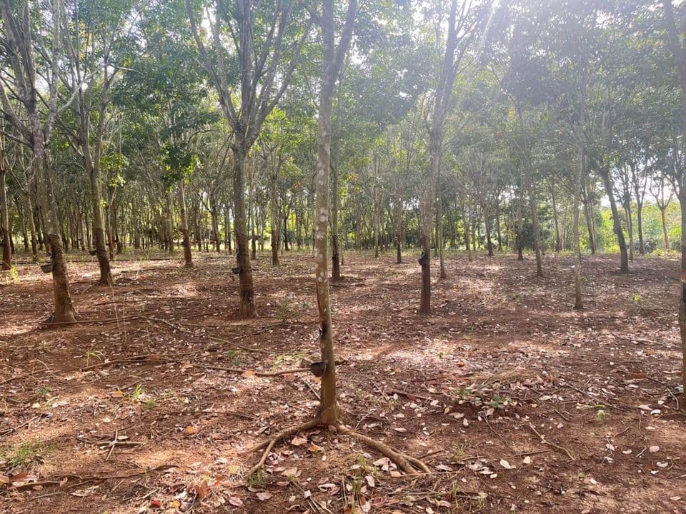 ขายที่ดิน จันทบุรี 43 ไร่