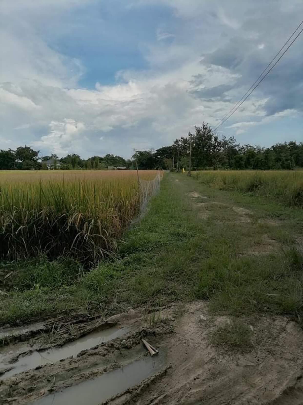 ขายที่ดิน เชียงใหม่ 2-0-68