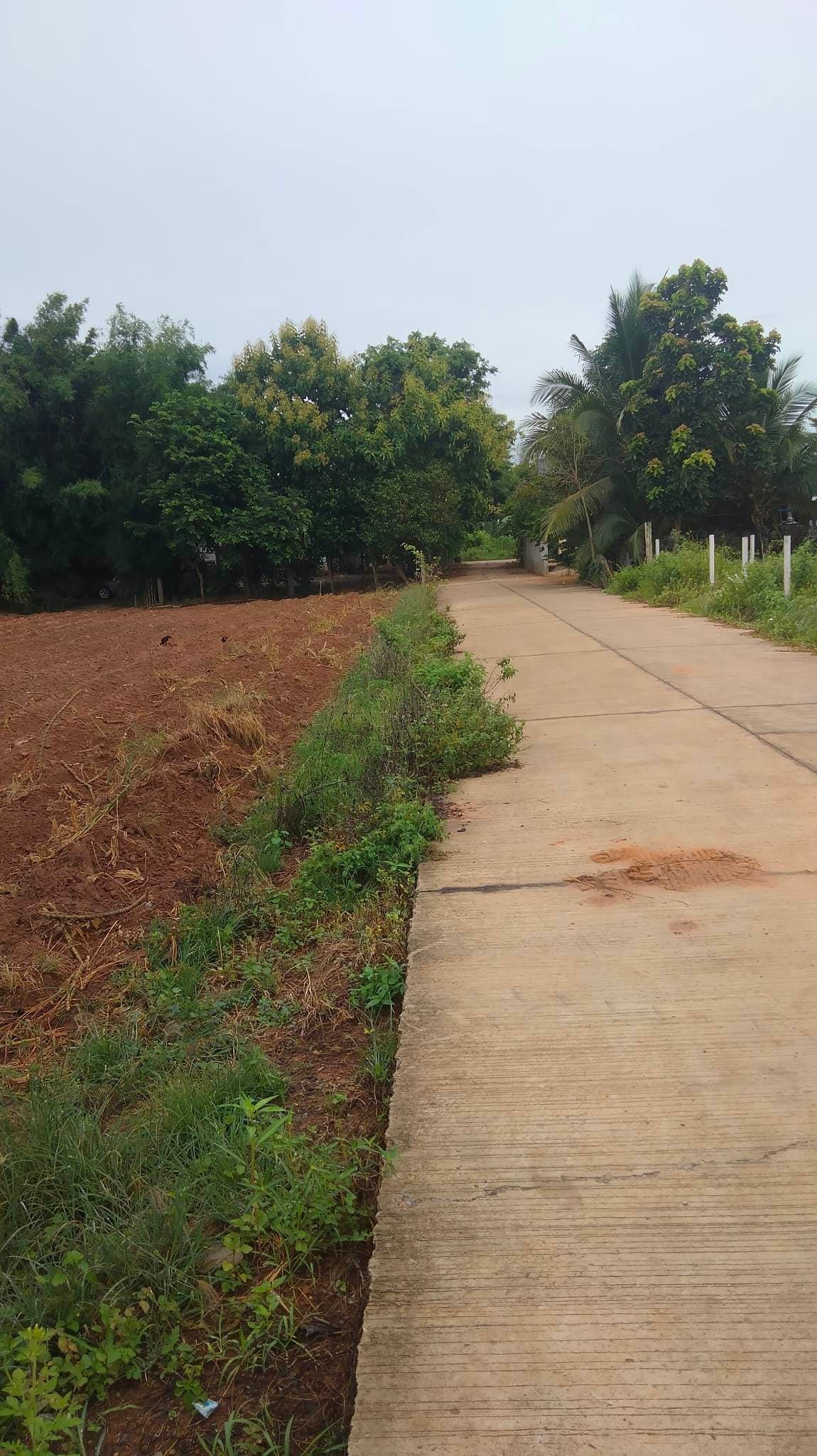 ขายที่ดินโคราช หนองบุญมา 3-1-60