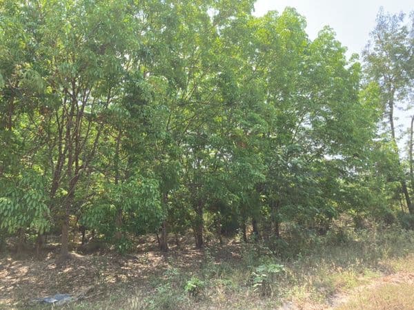 ที่ดินสวนยาง บรรยากาศธรรมชาติ อุบล 10 ไร่