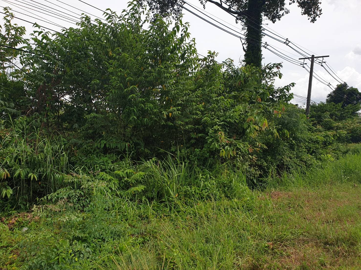ขายที่ดินเปล่าอุบลราชธานี อ.วารินชำราบ 10 ไร่
