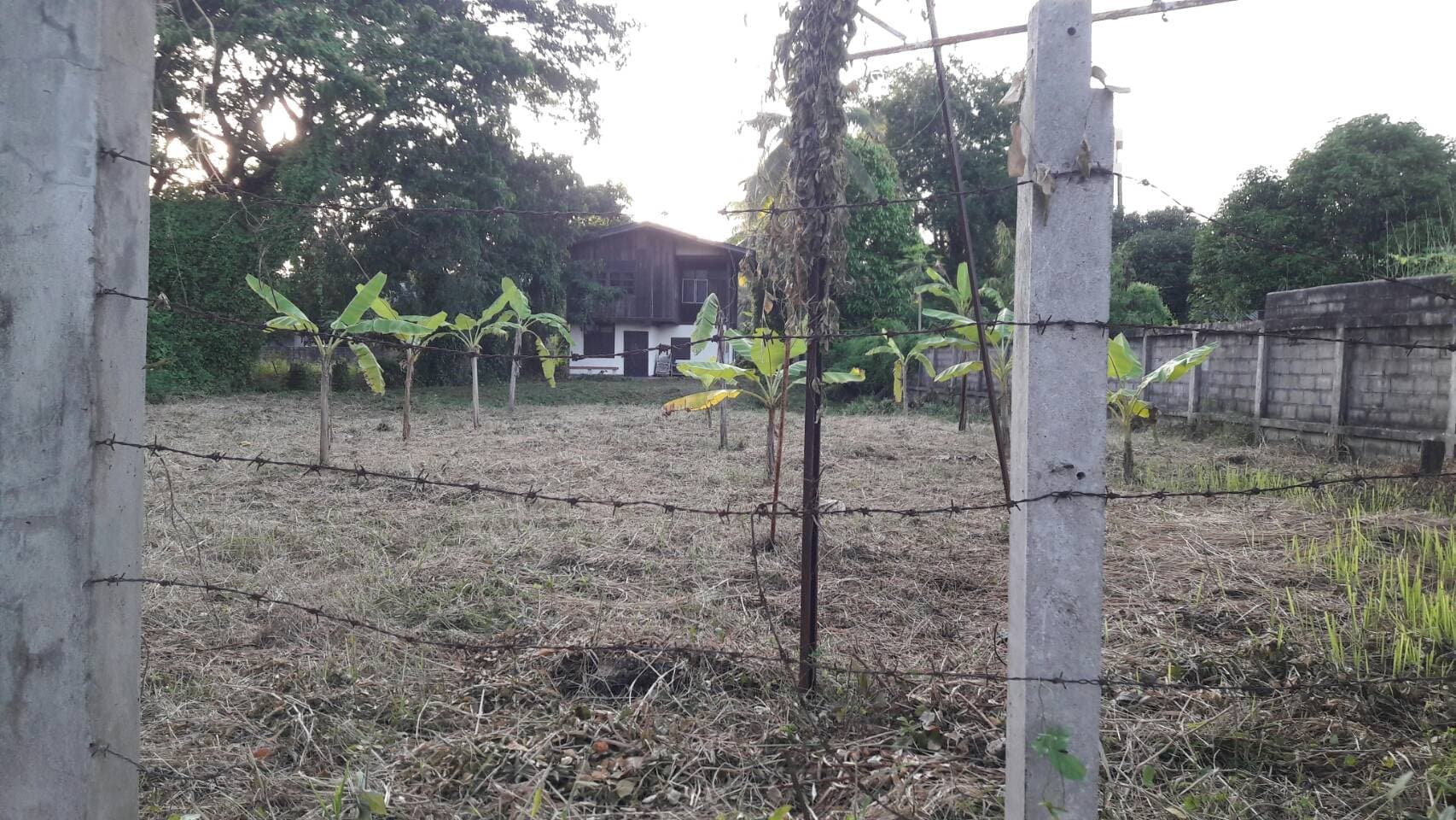 ขายที่ดินเปล่า เยื้องแม็คโครพะเยา อ.เมืองพะเยา จ.พะเยา 0-1-88.3