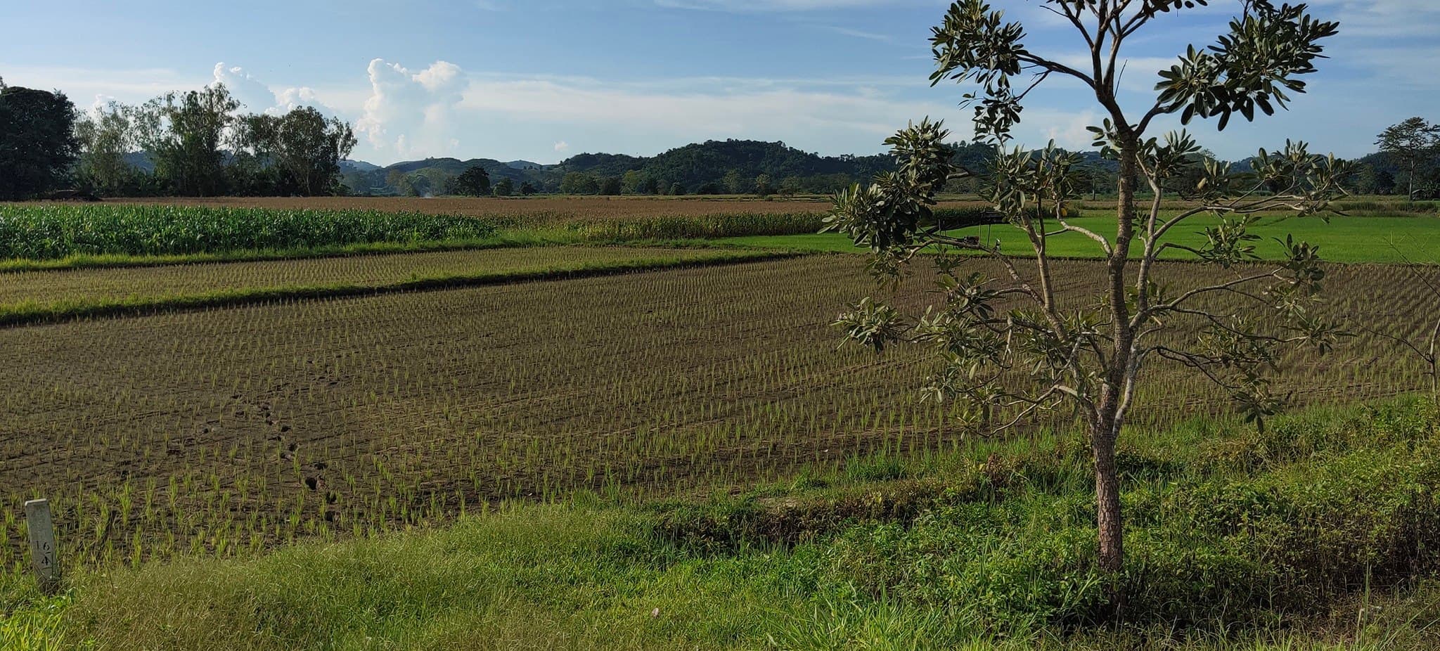 ขายที่ดิน ที่นา เวียงเชียงรุ้ง 2-2-58.4