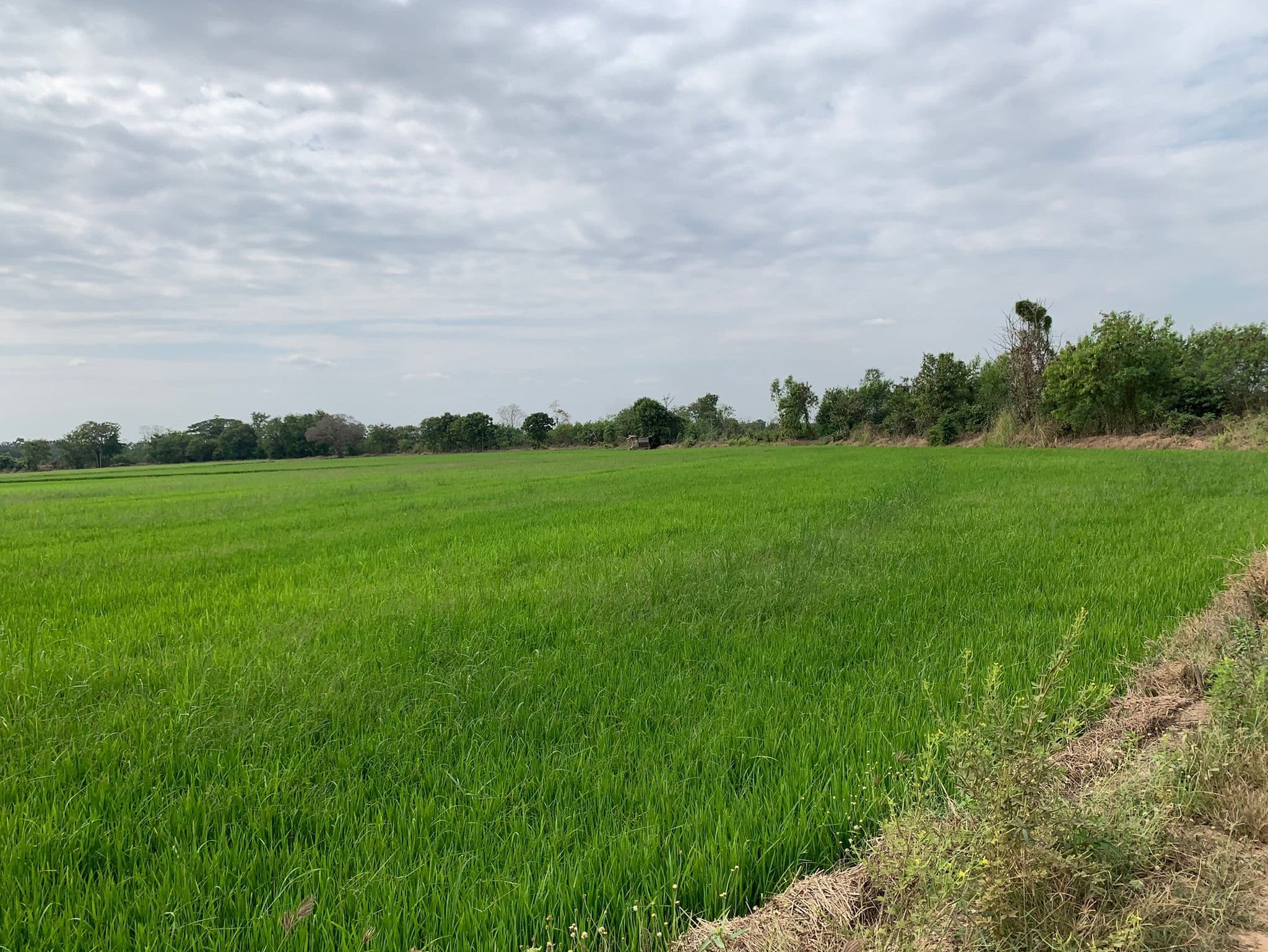 ขายที่ดินเปล่าพิจิตร จ.พิจิตร อ.ตะพานหิน 17-2-57.1 ไร่