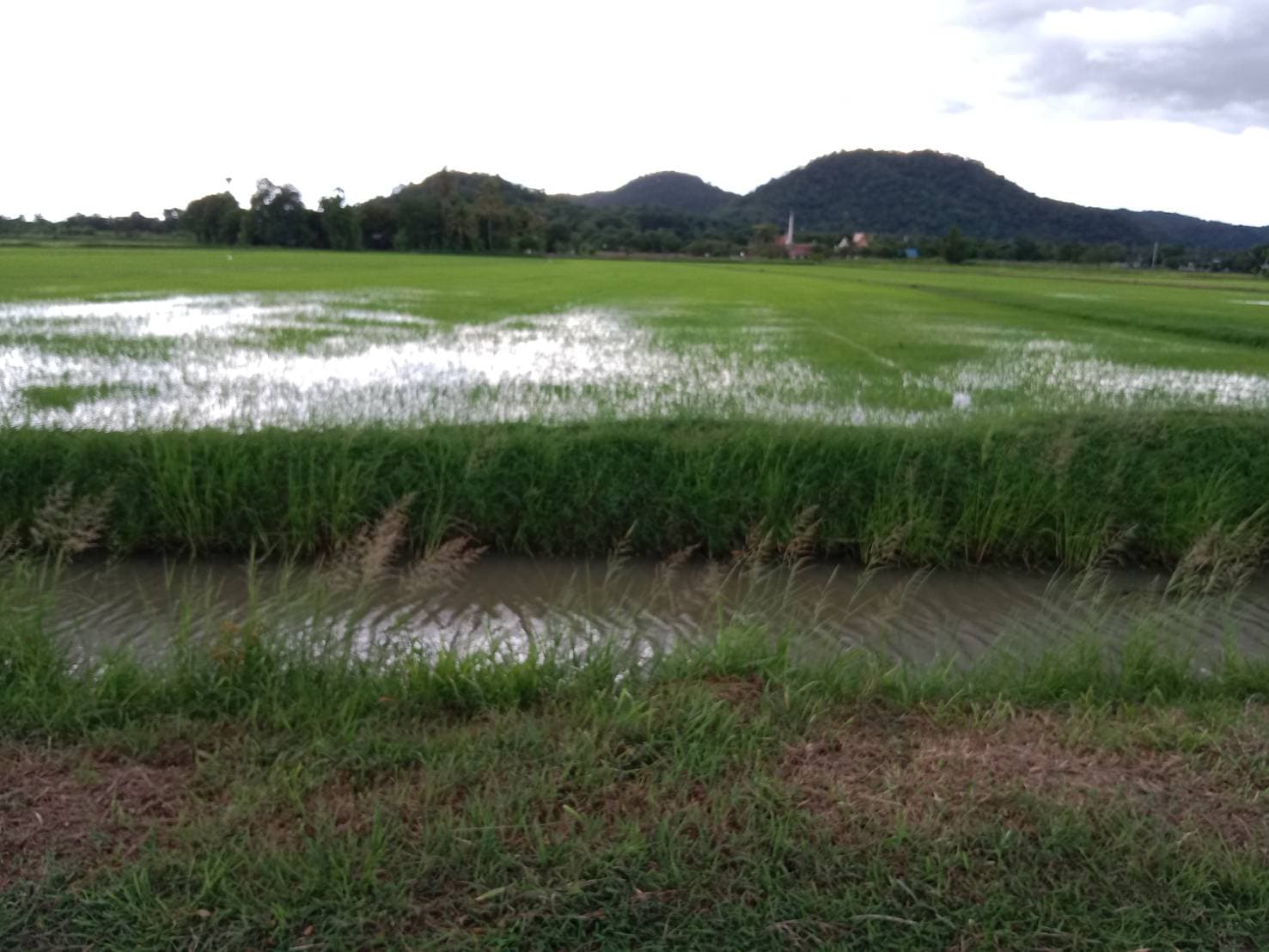 ขายที่นาวิวสวย ราคาดี โคกตะบอง ท่ามะกา จ.กาญจนบุรี  5-2-70 ไร่