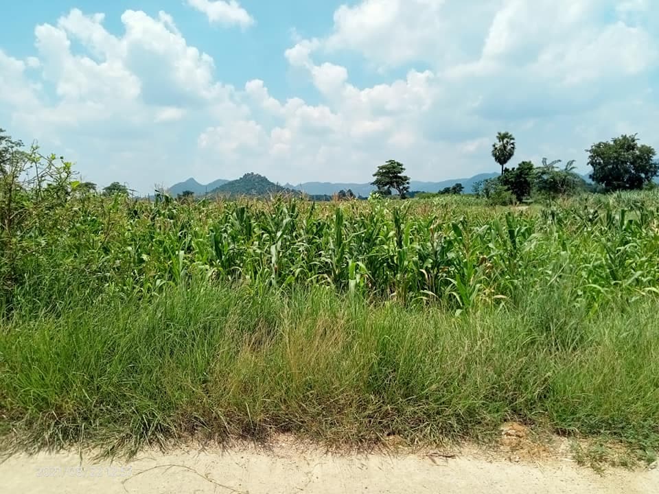 ที่ดินแปลงสวย ลพบุรี 3 ไร่