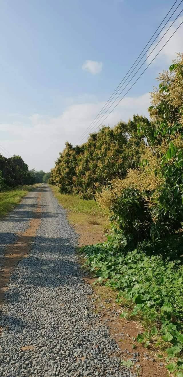 ขายที่ดิน จ.จันทบุรี อ.สอยดาว 210-0-22.2