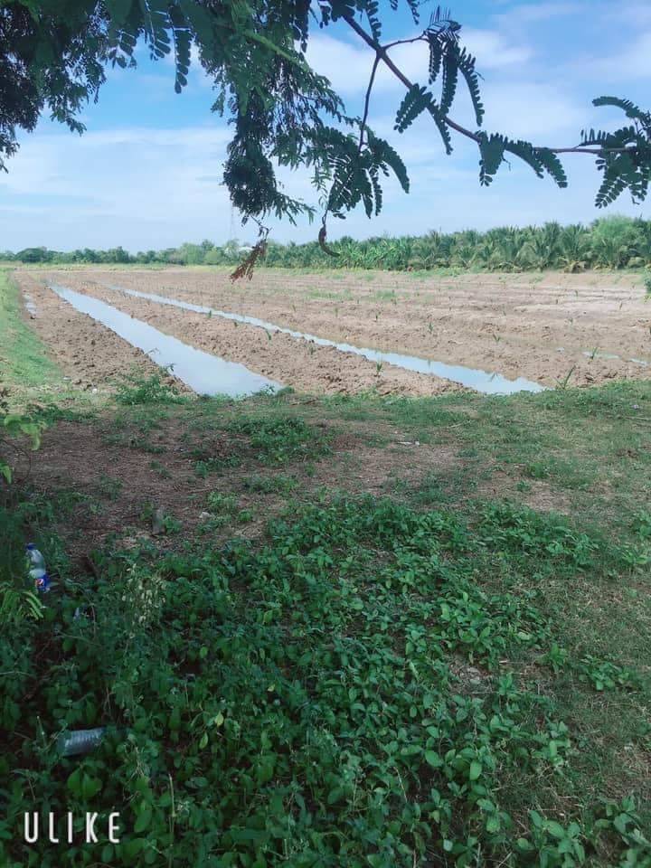ขายที่ดินราชบุรี โพธาราม 9-1-18