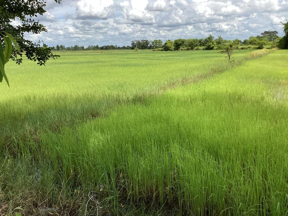 ขายที่ดินอุบลราชธานี วารินชำราบ 13-0-14.3 ไร่