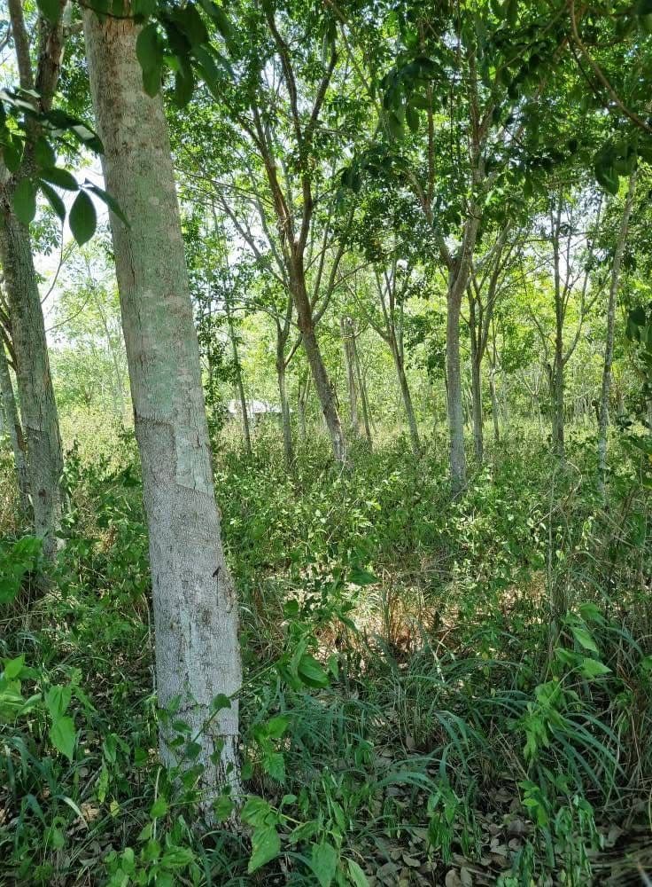 ขายที่ดินประจวบฯ ที่ดินแปลงใหญ่ ใกล้เมืองหัวหิน ที่ดิน น.ส.3ก