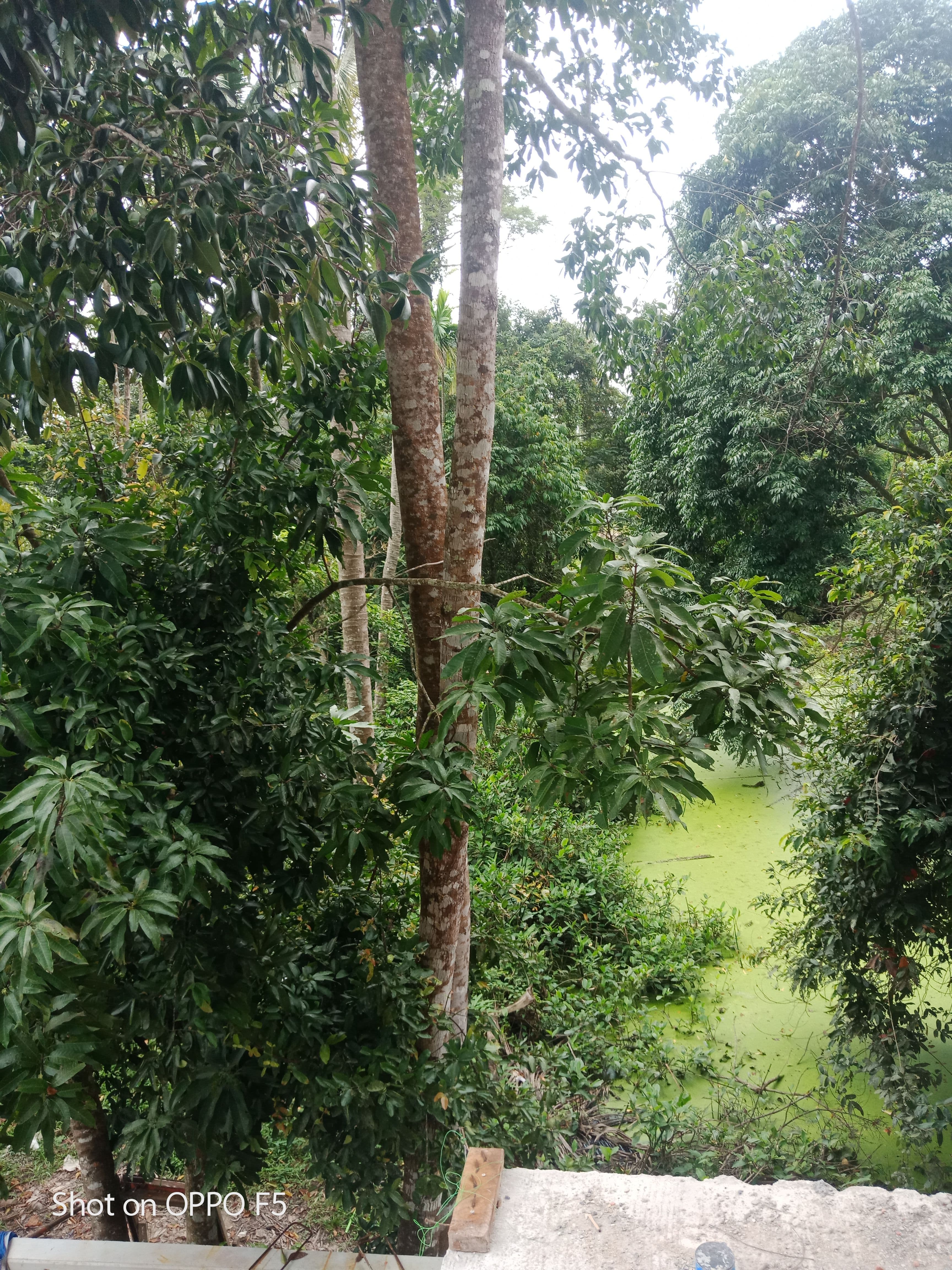 ขายที่ดินทำเลGreen Gardentไร้มลพิษเพื่อสุขภาพที่ดีสดชื่นในทุกวันใกล้เซ็ลทรัลนครเพียง2.5กิโลเมตรพร้อมรับสร้างบ้านตามแบบ