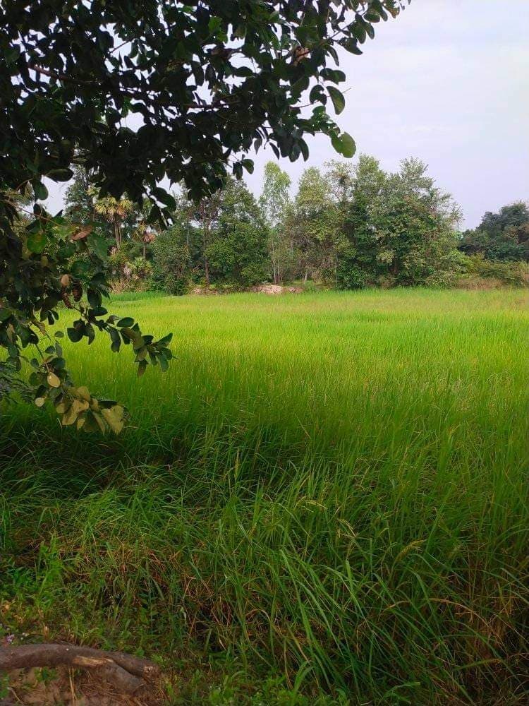 ขายที่ดินร้อยเอ็ด เมืองร้อยเอ็ด 5-2-46