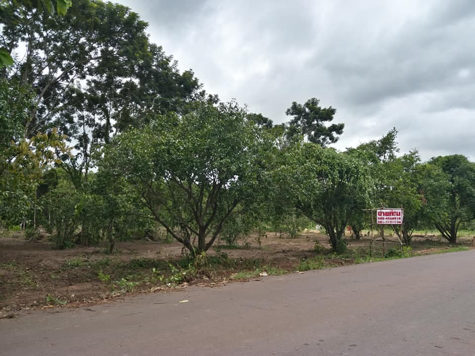 ที่ดินเป็นสวนมะยงชิด ปราจีนบุรี 1 ไร่