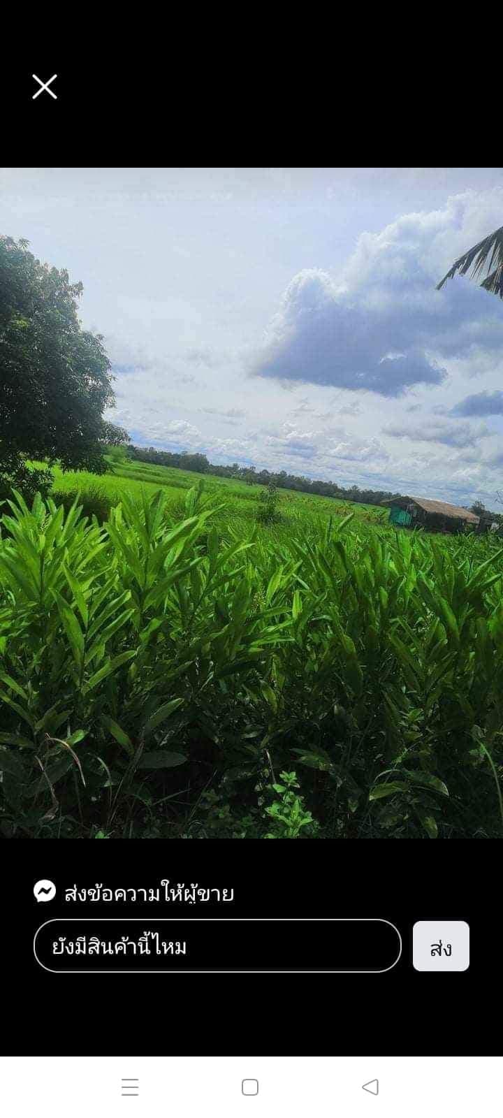 ขายที่ดินอุบลฯ พิบูลมังสาหาร