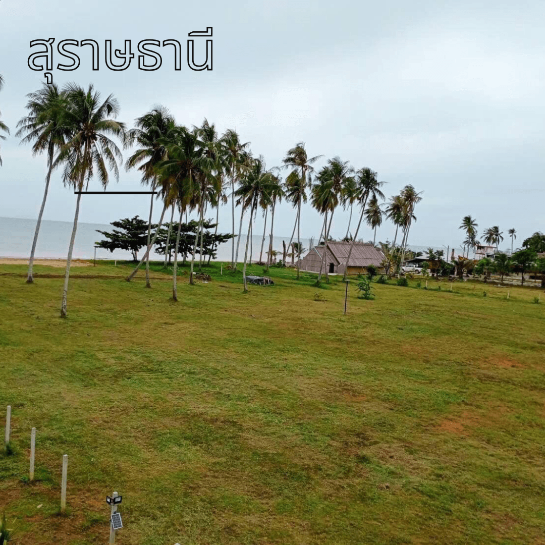 ขายที่ดินสุราษฏร์ธานี  ไชยา ติดทะเล จำนวน 2 ไร่ 40 ตรว 