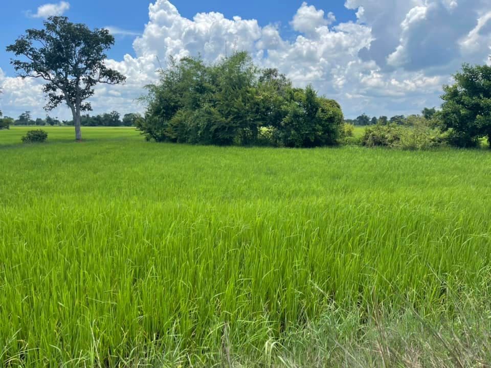 ขายที่ดิน อ.ธวัชบุรี จ.ร้อยเอ็ด 0-3-53 ไร่