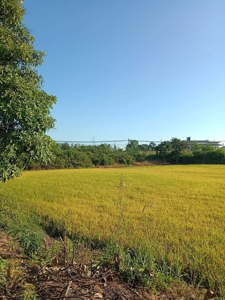 ขายที่ดินสุโขทัย สวรรคโลก 3-0-27