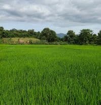 ที่ดินแปลงสวย เชียงราย 6-1-19