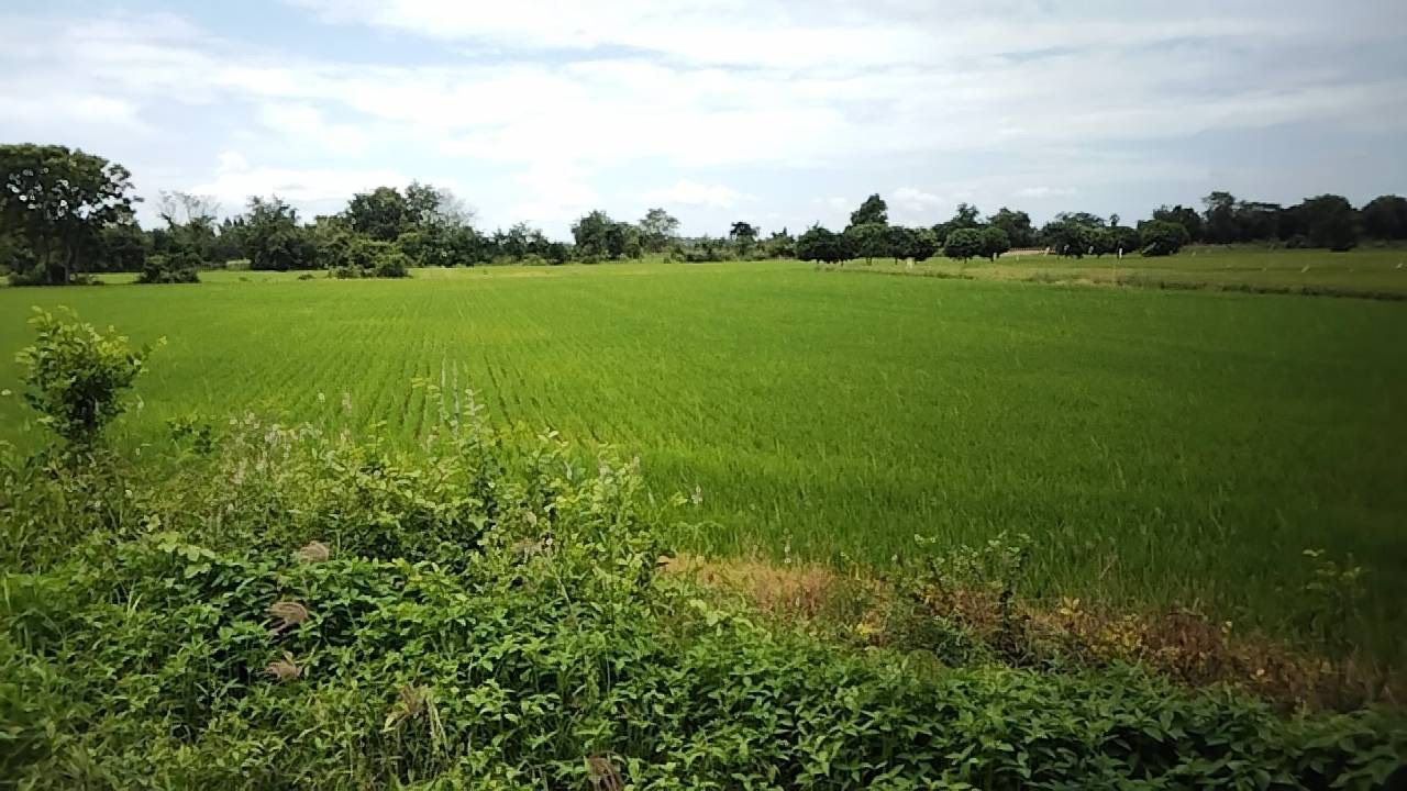 ขายที่ดินโฉนดครุฑแดง 2 ไร่ 3 งาน 6 ตร.ว. ติดถนนคอนกรีต ต.ท่าไม้ อ.ชุมแสง จ.นครสวรรค์ เจ้าของขายเอง
