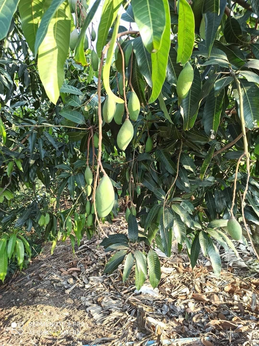 ขายที่ดินสวนผลไม้​ อ.ไทรน้อย​ จ.นนทบุรี