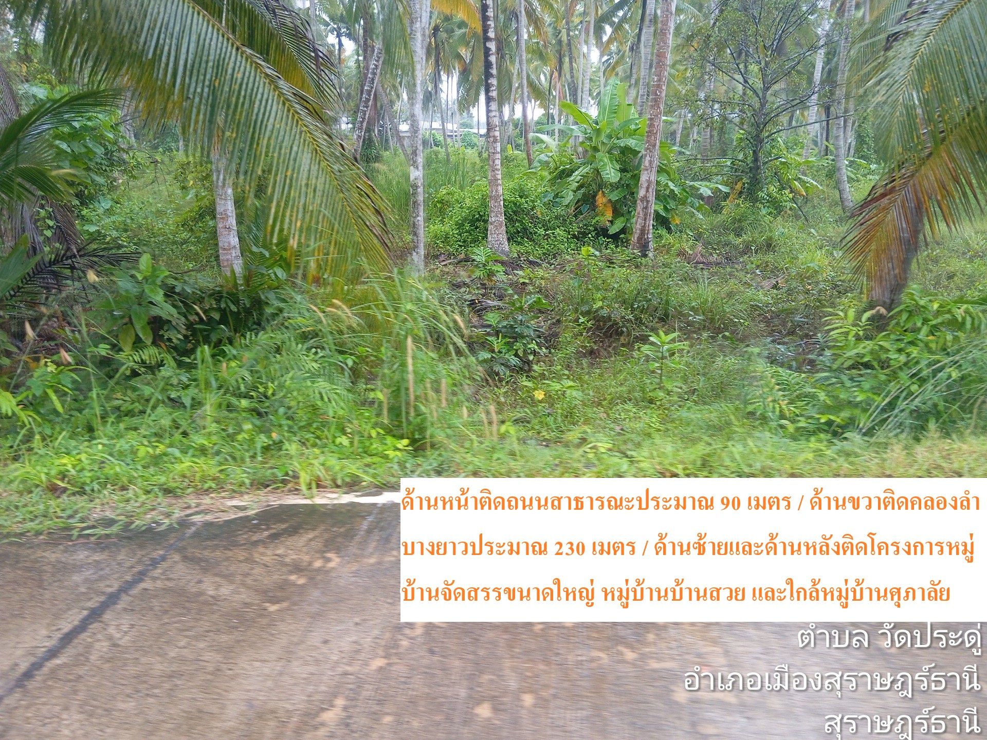 ขายที่ดินสุราษฎร์  แปลงสวย แปลงใหญ่ ทำเลดี ติดถนนสาธารณะ และคลองลำบางสาธารณะ 230 เมตร