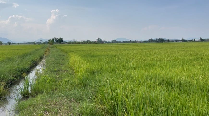 ขายที่ดินการเกษตร แม่สาย เชียงราย 9-0-57.5 