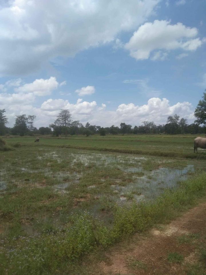 ที่นาแบ่งขาย 4ไร่ วาริน อุบลราชธานี 
