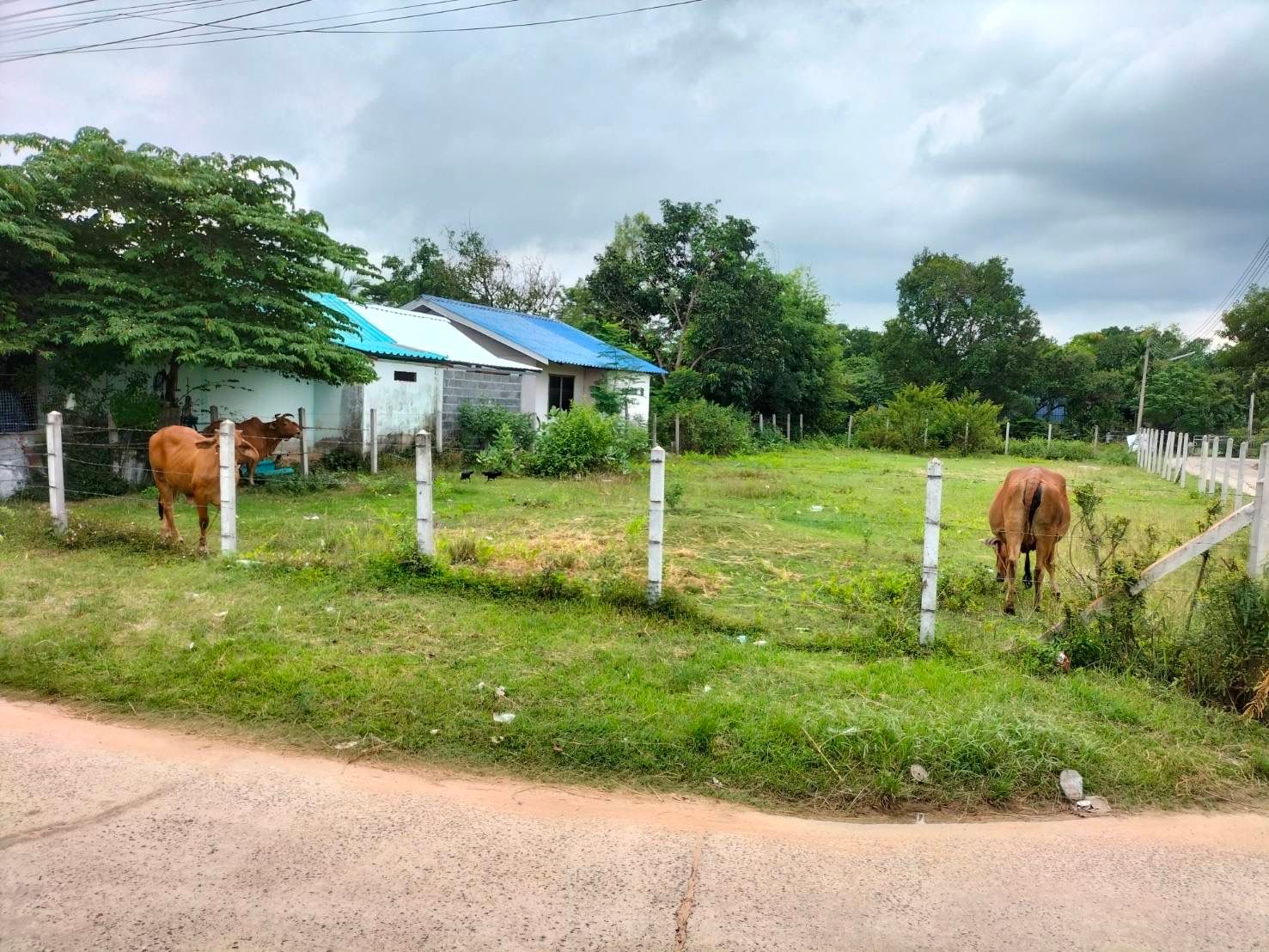 ขายที่ดินจ.อุบลราชธานี 176ตรว. แปลงหัวมุม ที่ดินสวย ถมแล้ว ล้อมรั้วไว้แล้ว ใกล้ที่ทำการผู้ใหญ่บ้านนาอุดม ต.ขามใหญ่ ปากซอยติดกับศูนย์รถยนต์ MG 