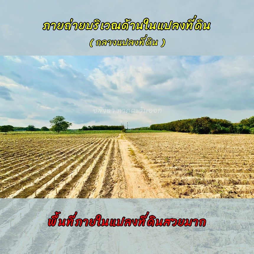 ขายที่ดินระยอง ขายที่ดินนิคมพัฒนา ขายที่ดินใกล้นิคมอุตสาหกรรม WHA36