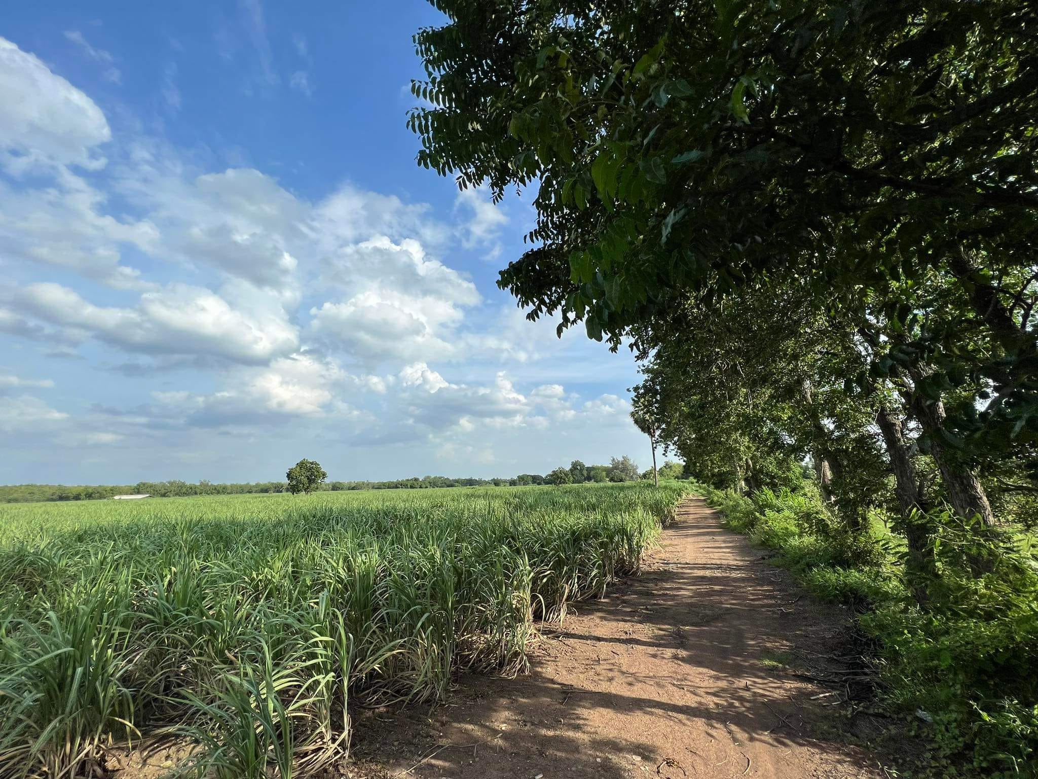 ขายที่ดินชัยบาดาล จ.ลพบุรี ที่สวยทำเลดี ห่างไกลชุมชน