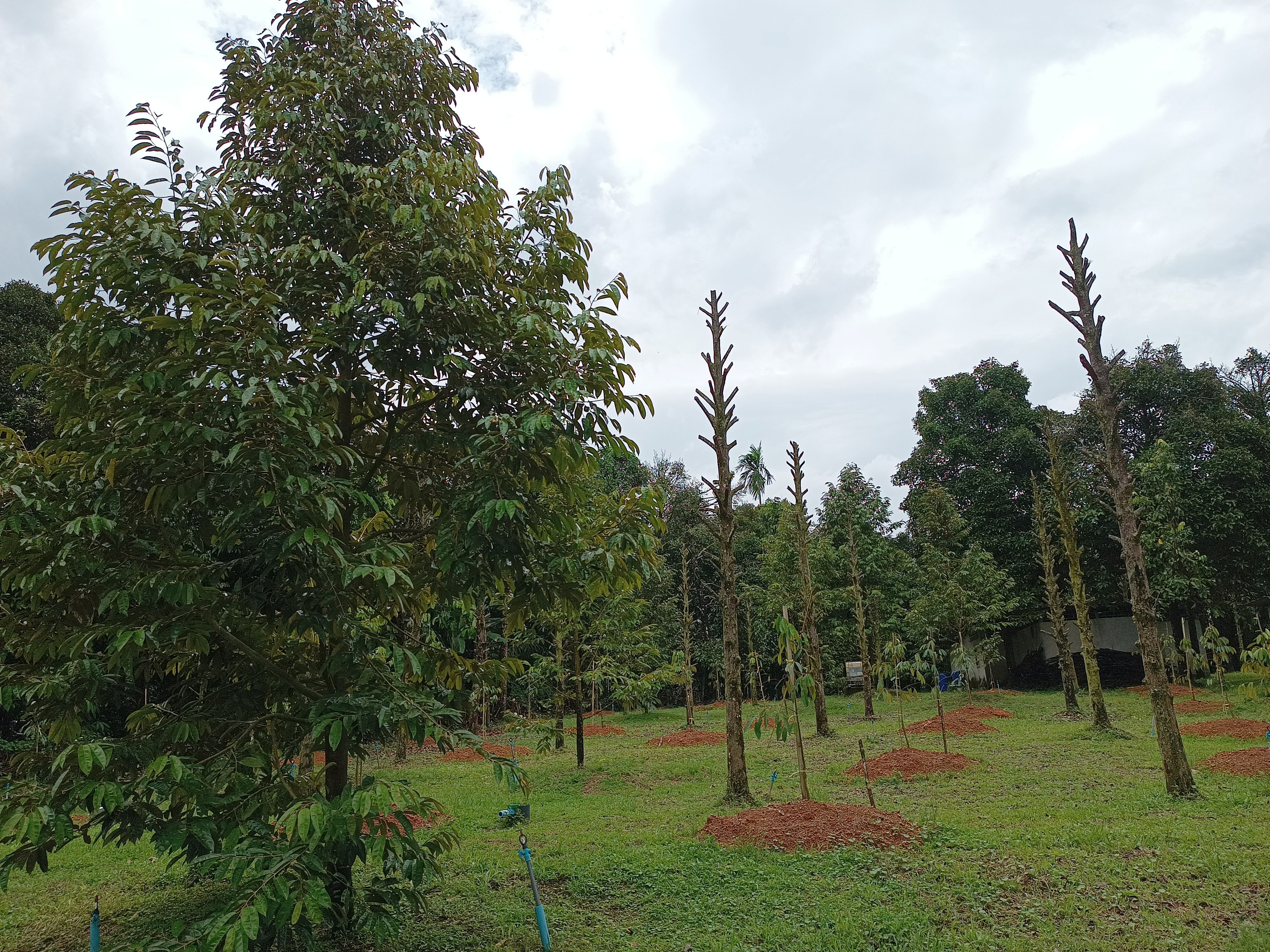 ขายที่ดินสวนทุเรียน ใกล้ตัวเมืองจันทบุรี