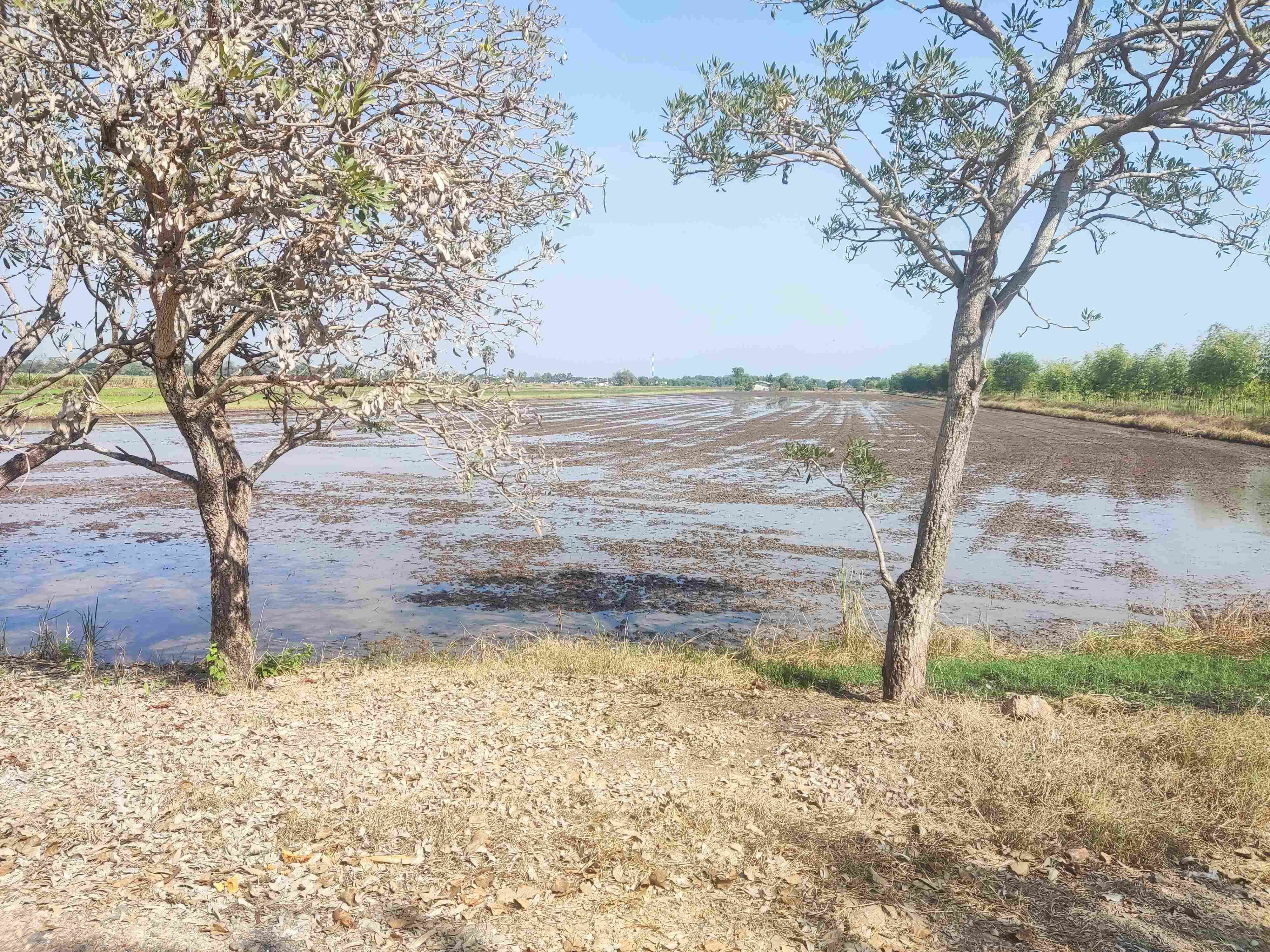 ขายที่ดินคลองสี่ตะวันตก ปทุมธานี ใกล้มอเตอร์เวย์ 10 ไร่ ราคาถูก