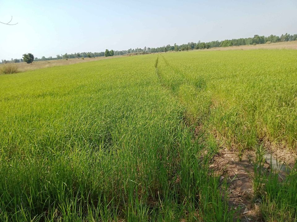 ที่ดินทุ่งนา ราคาถูก กำแพงเพชร 10-2-22