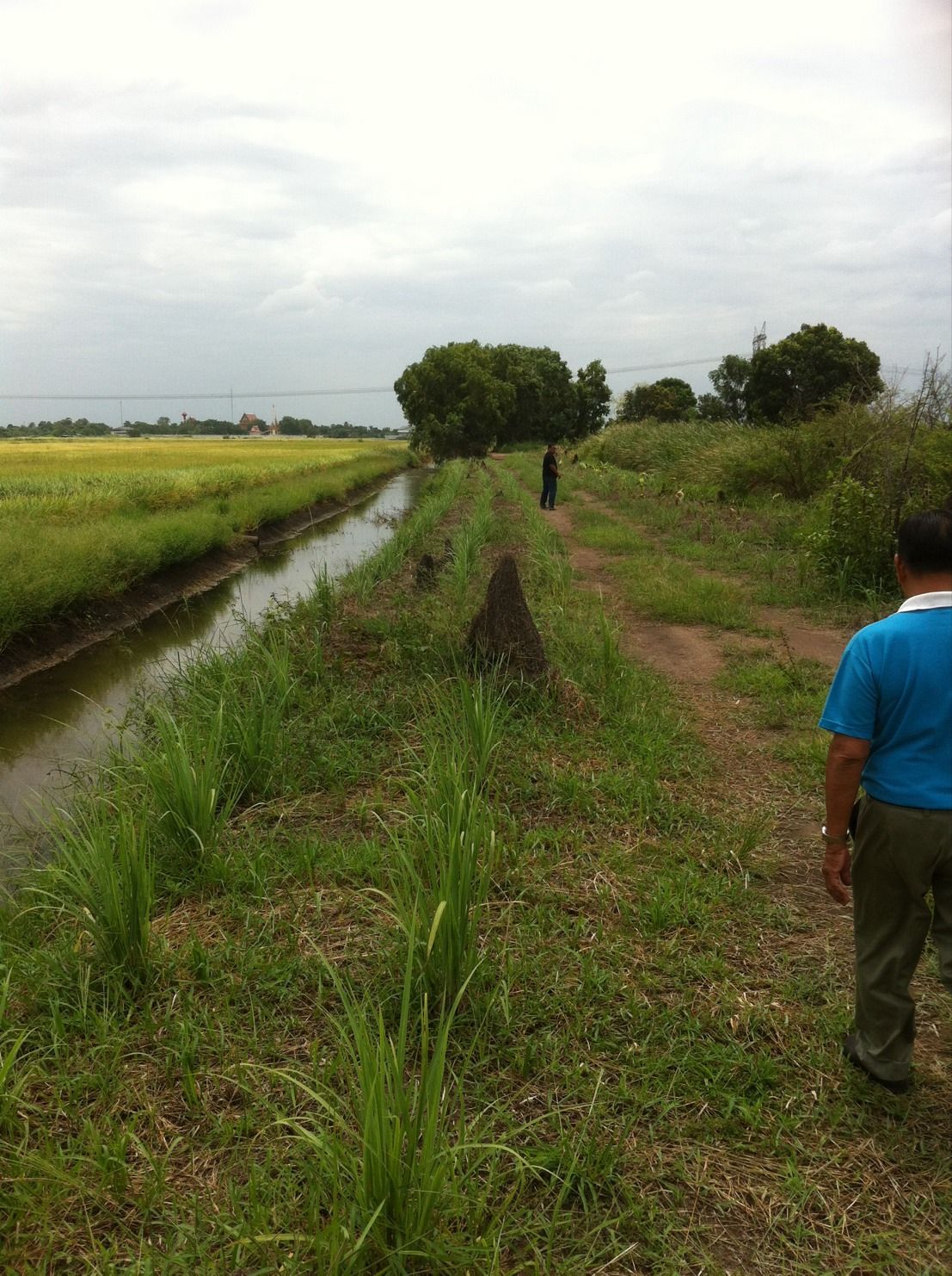 ขายที่ดิน คลอง 8 หนองเสือ