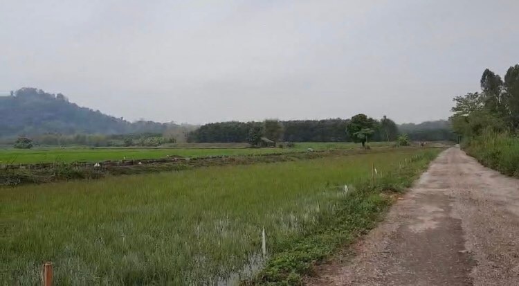 ที่ดินวิวธรรมชาติ ต.ท่าข้าวเปลือก อ.แม่จัน 10-0-0ไร่