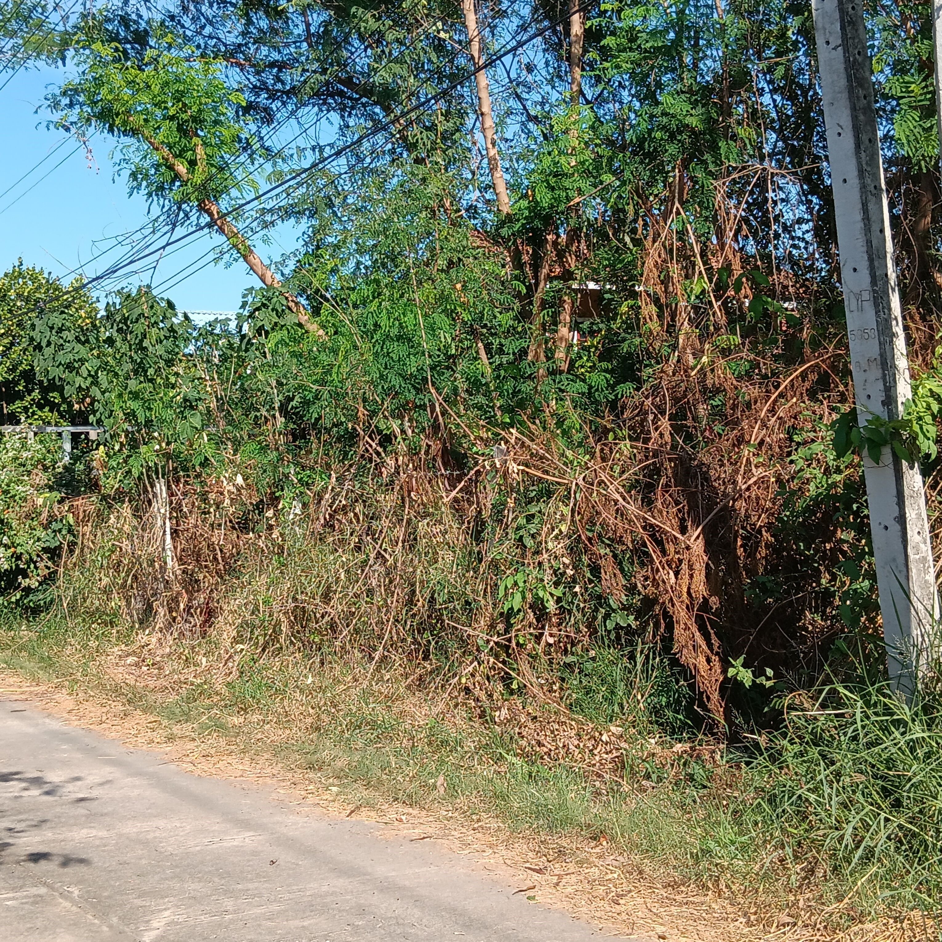 ขายที่ดินเมืองเพชรบูรณ์