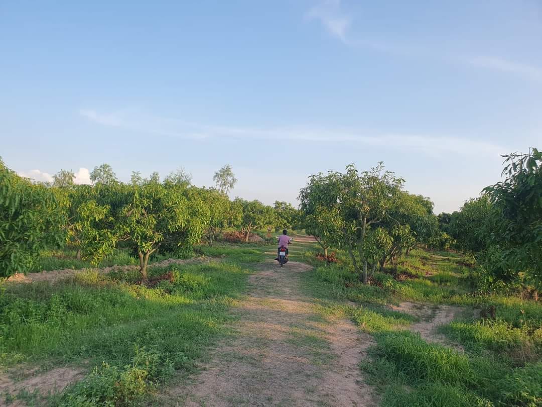 ขายที่ดิน 63 ไร่ สวนมะม่วง ไร่นา