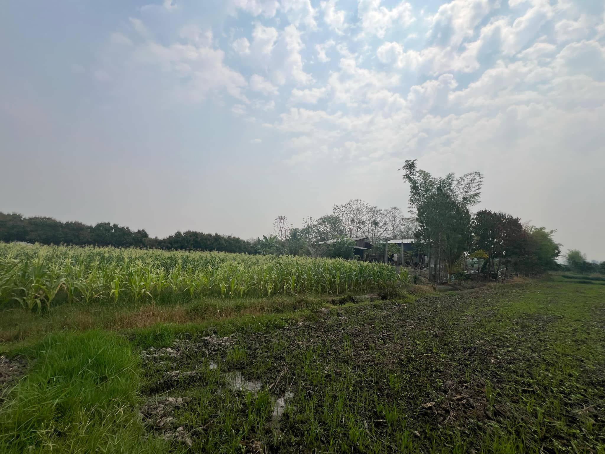 ขายที่ดิน เทศบาลสันทราย ฝาง เชียงใหม่