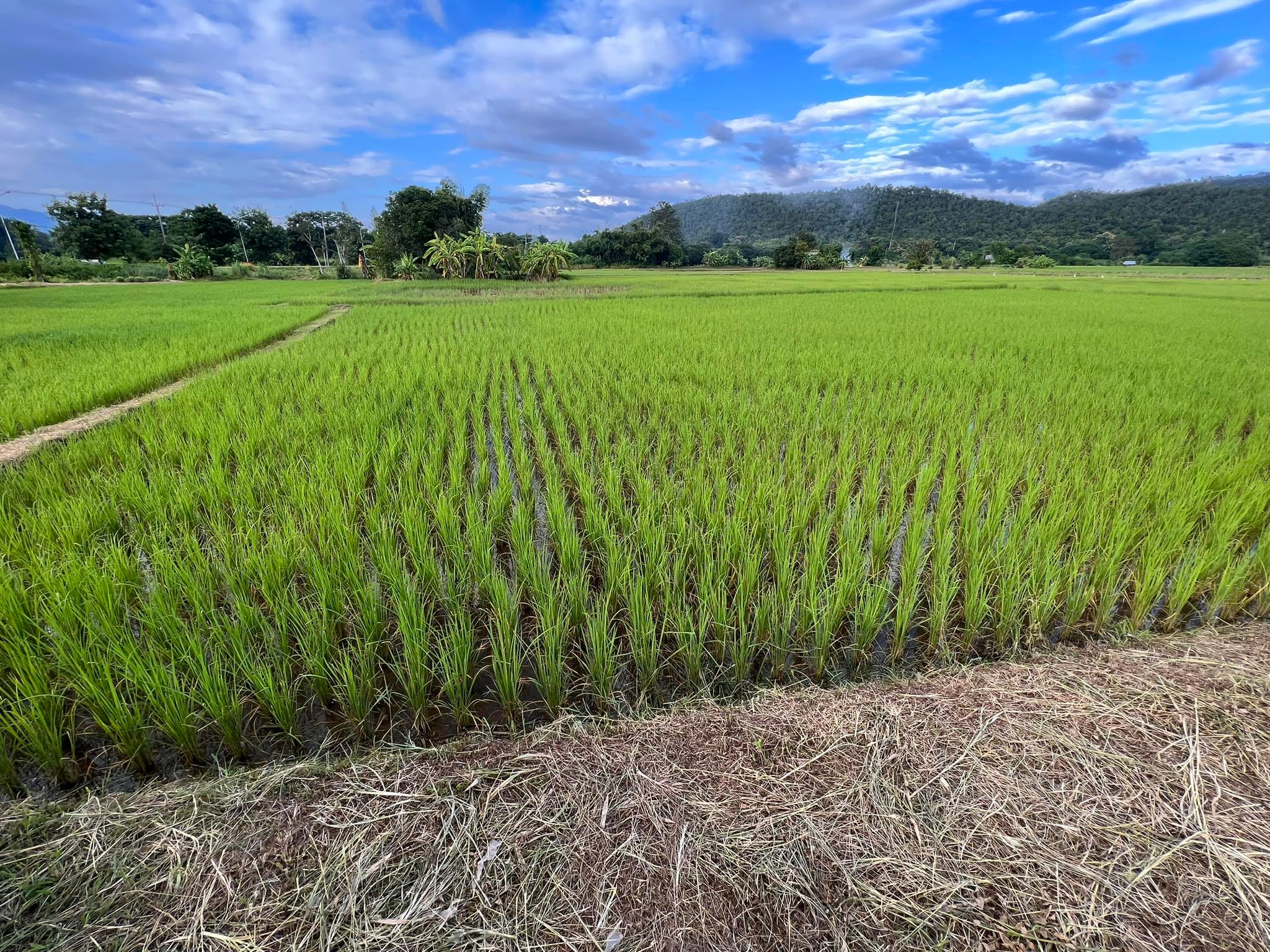 ขายที่ดินถนนเลี่ยงเมือง จ.แม่ฮ่องสอน