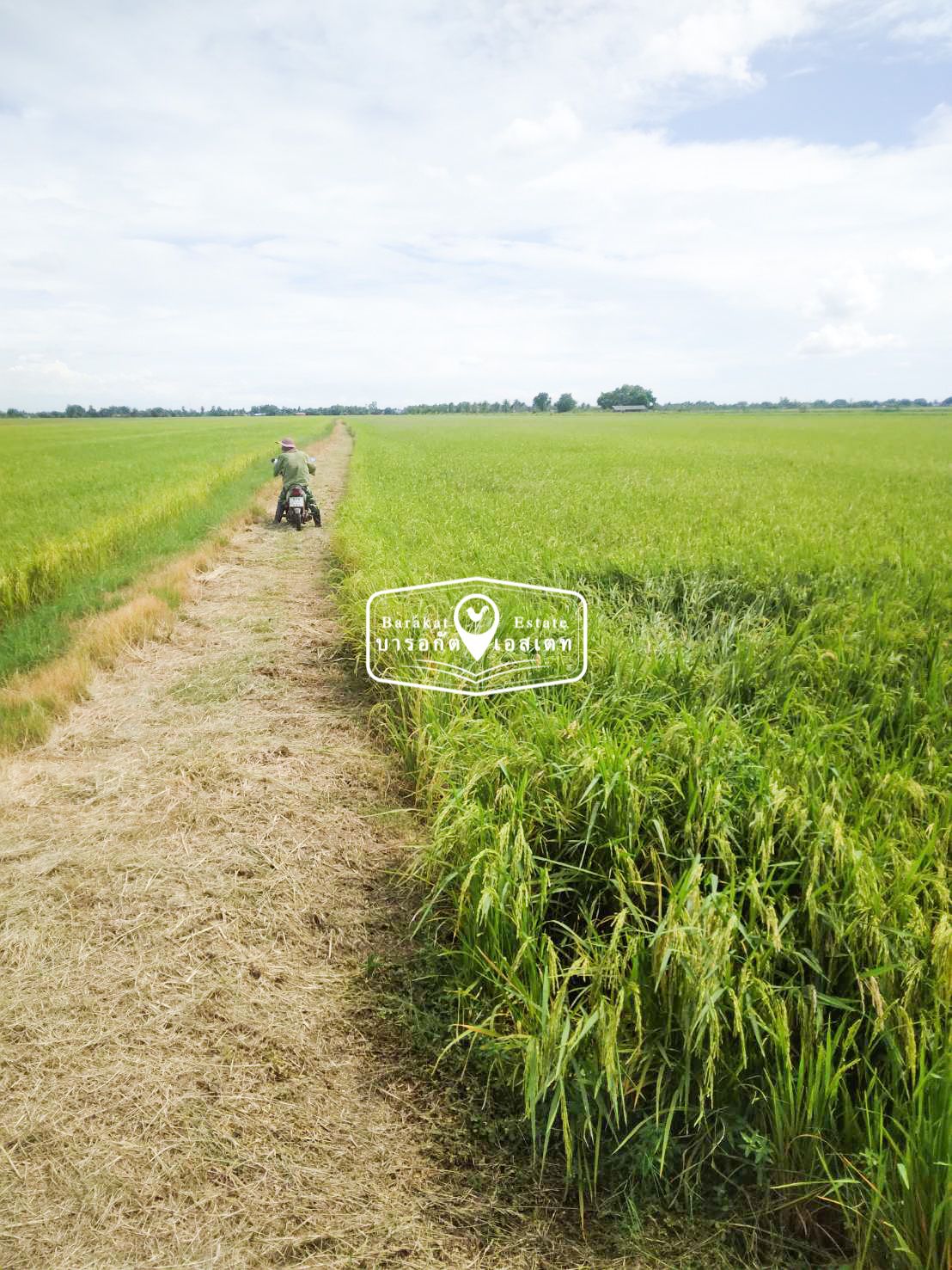 ที่ดินอยู่หลัง(รพ.บางน้ำเปี้ยว) เหมาะสำหรับทำการเกษตร หรือประกอบกิจการ