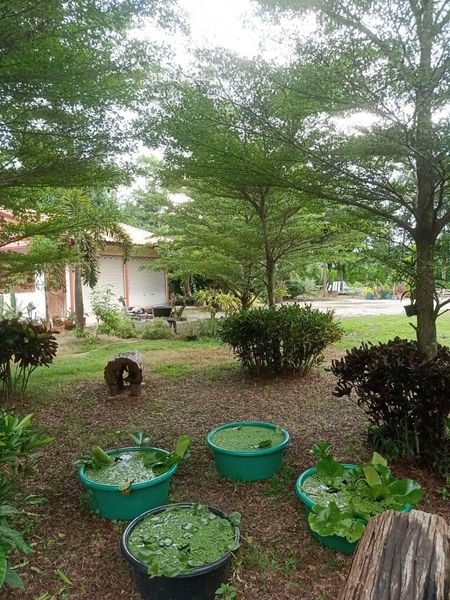 รีสอร์ท พร้อมที่ดิน 15 ไร่เศษ เพชรบูรณ์ 